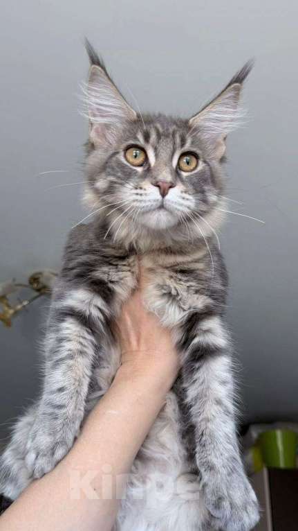 Кошки в Краснодаре: Котята Мейн-кун Разнополые, 35 000 руб. - фото 6