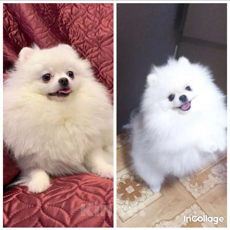 Собаки в Северске: Щенки белого померанского шпица  Девочка, 30 000 руб. - фото 6
