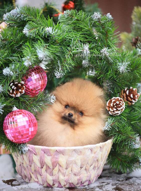 Собаки в других городах Московской области: Померанский шпиц девочка оранж Девочка, 50 000 руб. - фото 5