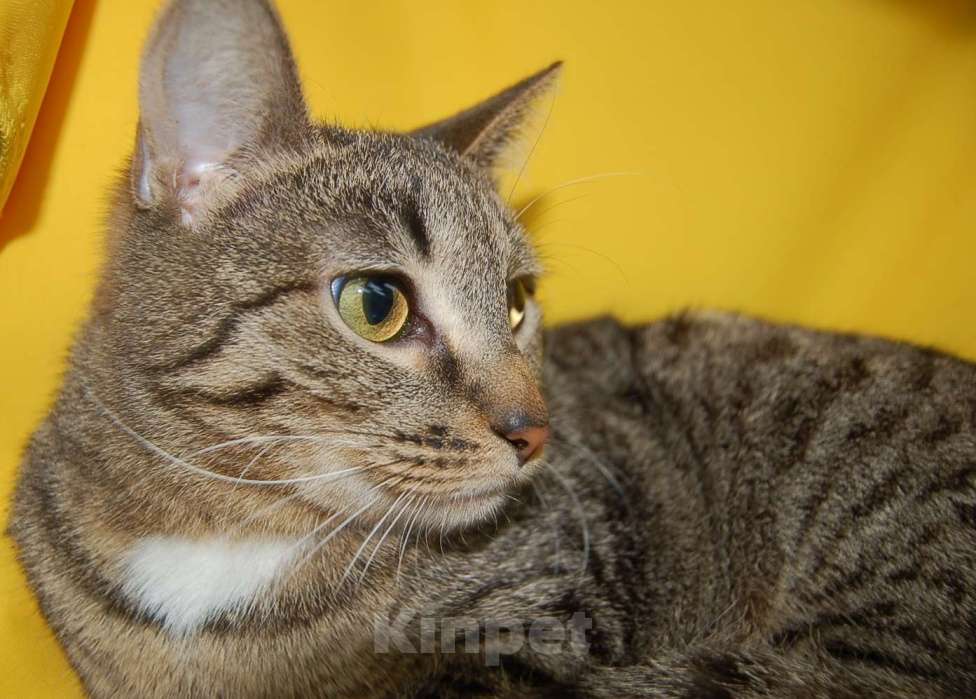 Кошки в Москве: Кошка Веста ищет дом Девочка, Бесплатно - фото 7