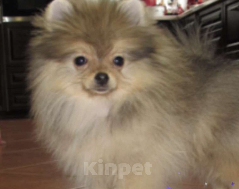 Собаки в Москве: Мальчик Померанского шпица Мальчик, Бесплатно - фото 1