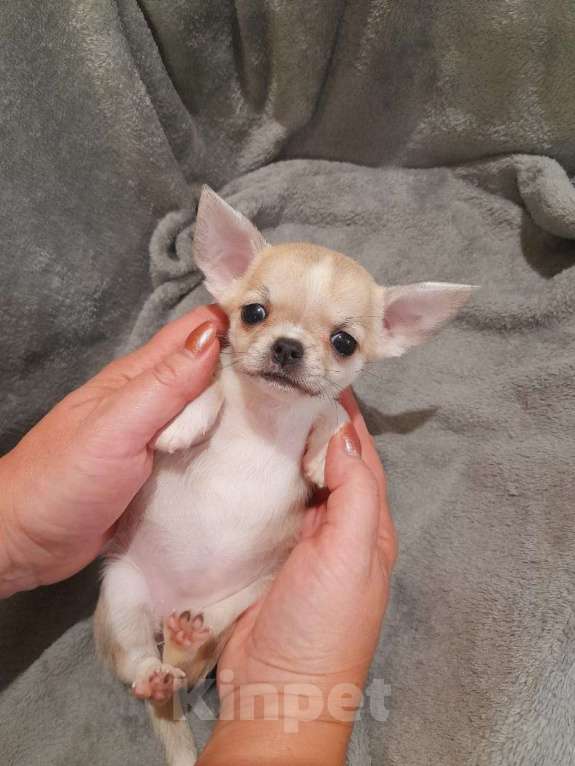 Собаки в Котельнике: Малышка чихуахуа Девочка, 35 000 руб. - фото 3