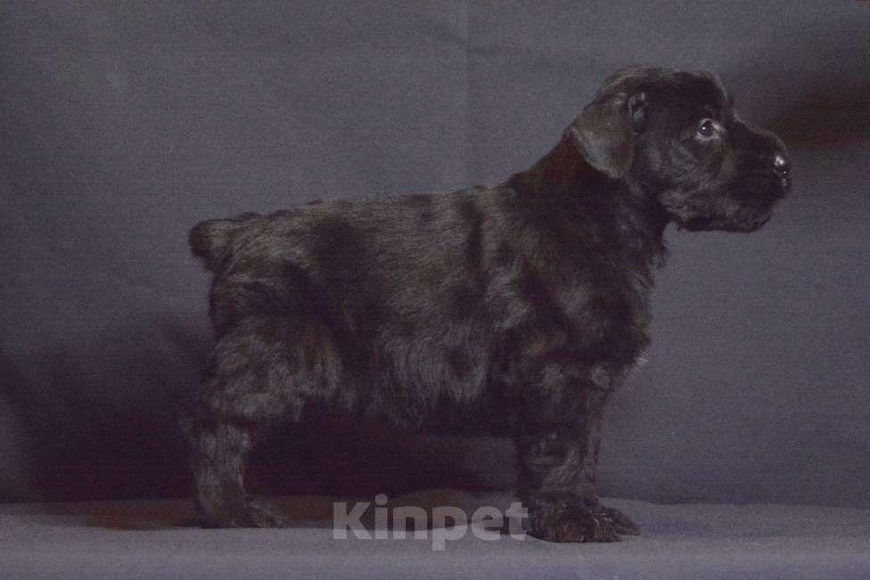 Собаки в Самаре: Щенки ризеншнауцера Разнополые, 90 000 руб. - фото 3