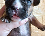 Собаки в Стерлитамаке: Французский бульдог щенки Девочка, 25 000 руб. - фото 5