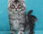 Кошки в Мытищах: Котенок Мейн-кун Мальчик, 25 000 руб. - фото 3