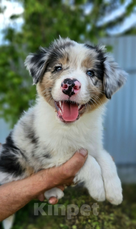 Собаки в Челябинске: Австралийская овчарка / кобель Мальчик, 65 000 руб. - фото 3