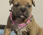 Собаки в Москве: Американские булли покет Девочка, Бесплатно - фото 7