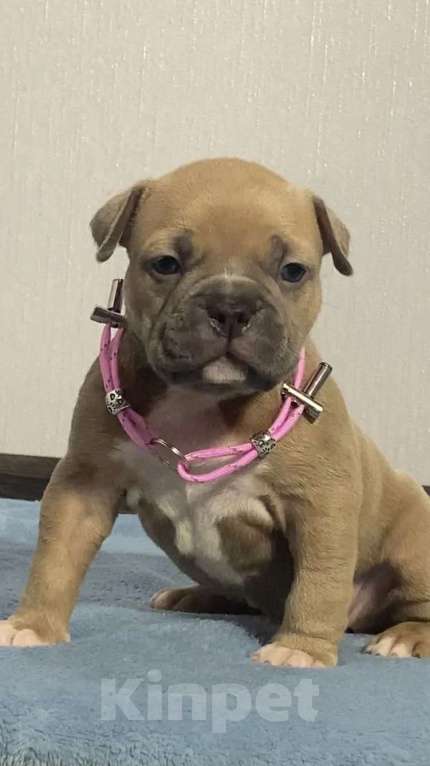 Собаки в Москве: Американские булли покет Девочка, Бесплатно - фото 7