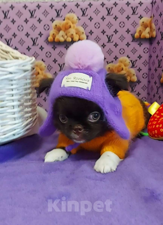 Собаки в Новосибирске: Курносый мальчик Чихуахуа Мальчик, Бесплатно - фото 1