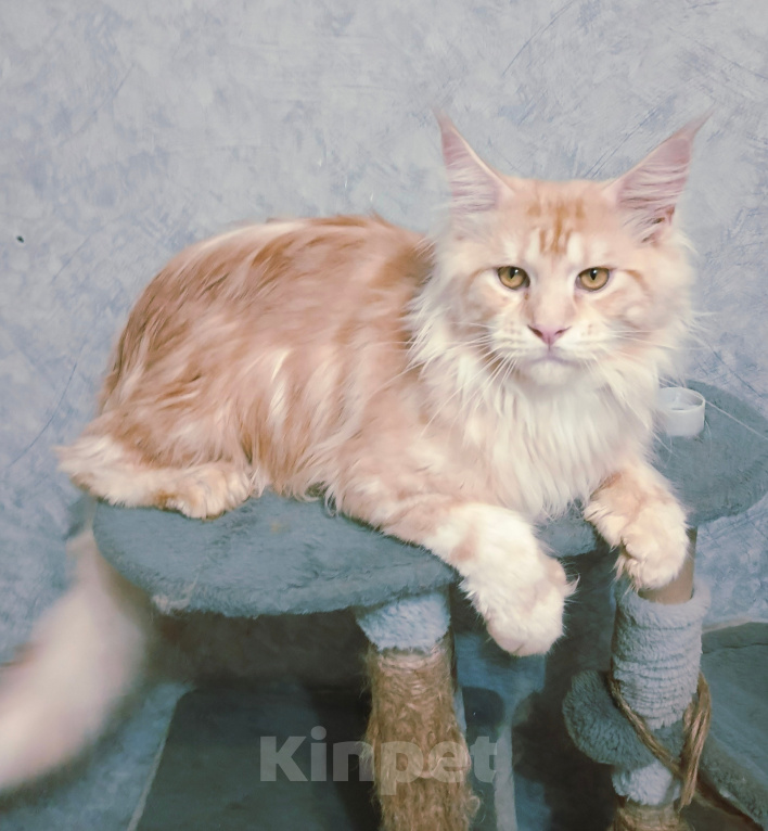 Кошки в Москве: Котенок дорого Мальчик, 120 000 руб. - фото 1