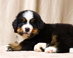 Собаки в Москве: Щенки Бернского Зенненхунда Мальчик, Бесплатно - фото 1