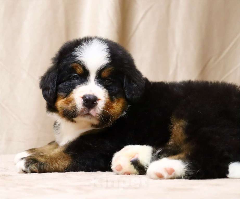 Собаки в Москве: Щенки Бернского Зенненхунда Мальчик, Бесплатно - фото 1