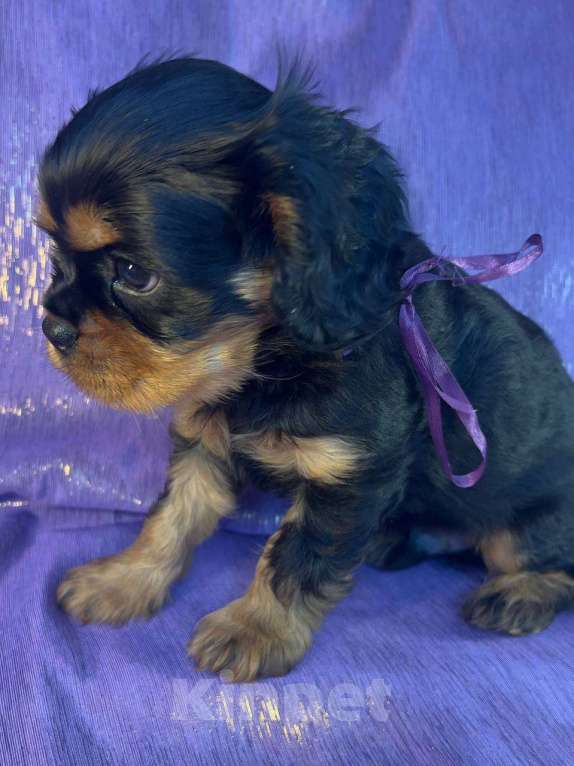 Собаки в Иваново: Шикарная девочка Девочка, Бесплатно - фото 3