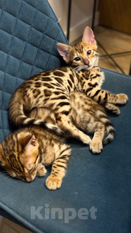 Кошки в Воронеже: Бенгальский котенок Разнополые, Бесплатно - фото 4