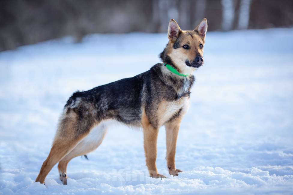 Собаки в Москве: Дина небольшая собака-компаньон. Девочка, Бесплатно - фото 6