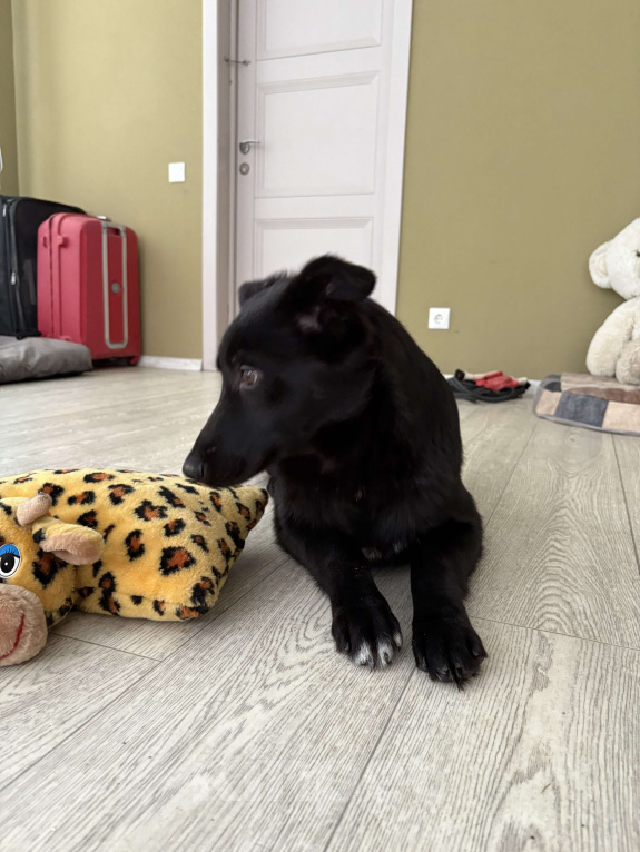 Собаки в Москве: Обаятельный Джерик ищет дом!  Мальчик, Бесплатно - фото 10