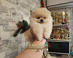 Собаки в Москве: Мини мальчик померанского шпица крошка на ладошку Мальчик, Бесплатно - фото 2