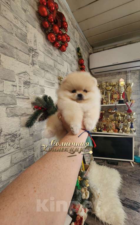 Собаки в Москве: Мини мальчик померанского шпица крошка на ладошку Мальчик, Бесплатно - фото 2