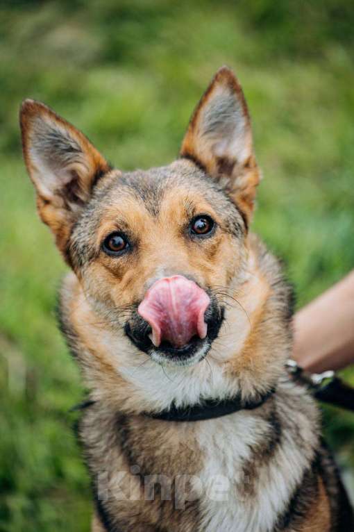 Собаки в Москве: Не большая собачка Лиса Девочка, Бесплатно - фото 1