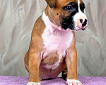 Собаки в Москве: Крутая девочка амстаффа  Девочка, 80 000 руб. - фото 8