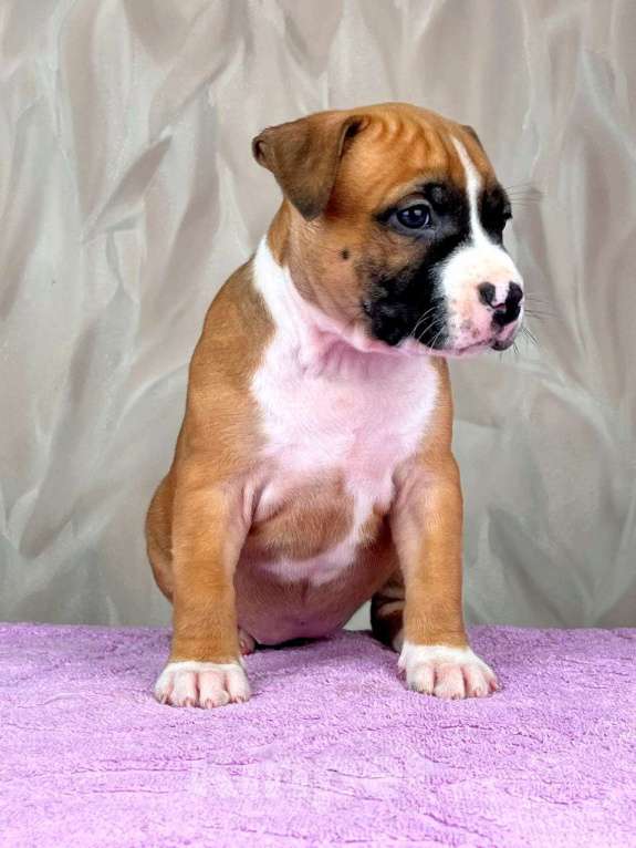 Собаки в Москве: Крутая девочка амстаффа  Девочка, 80 000 руб. - фото 8