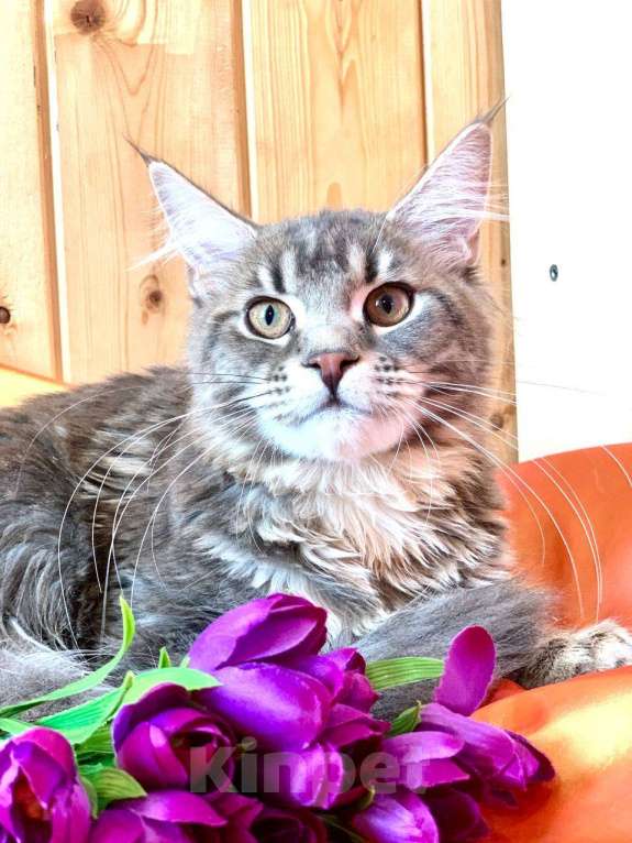 Кошки в Челябинске: 🔥🔥🔥 КОТЕНОК МЕЙН-КУН ДЕВОЧКА Девочка, Бесплатно - фото 7