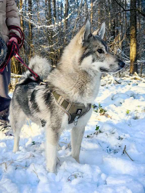 Собаки в Балашихе: мини лайка или хаски ищет дом Мальчик, Бесплатно - фото 4