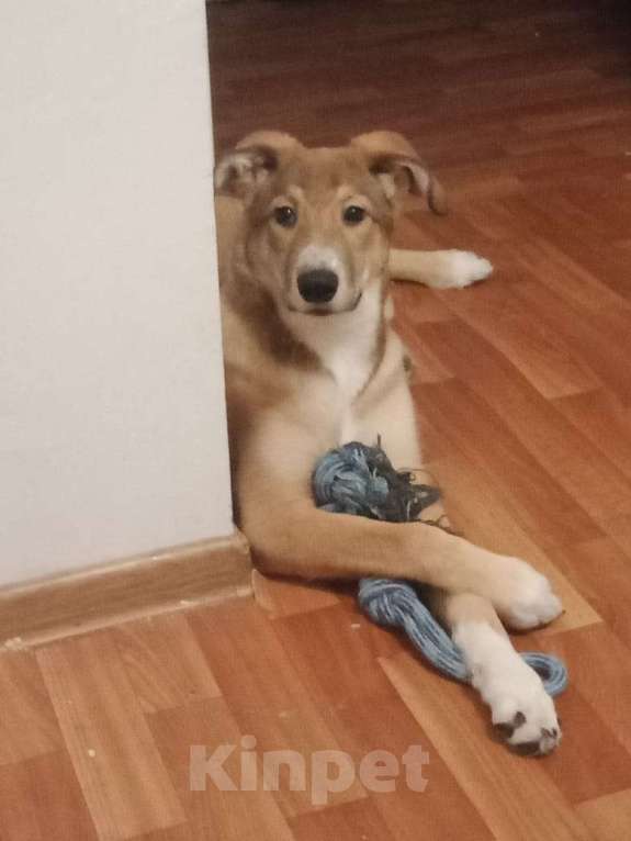 Собаки в Санкт-Петербурге: Щенок в добрые руки  Девочка, Бесплатно - фото 4