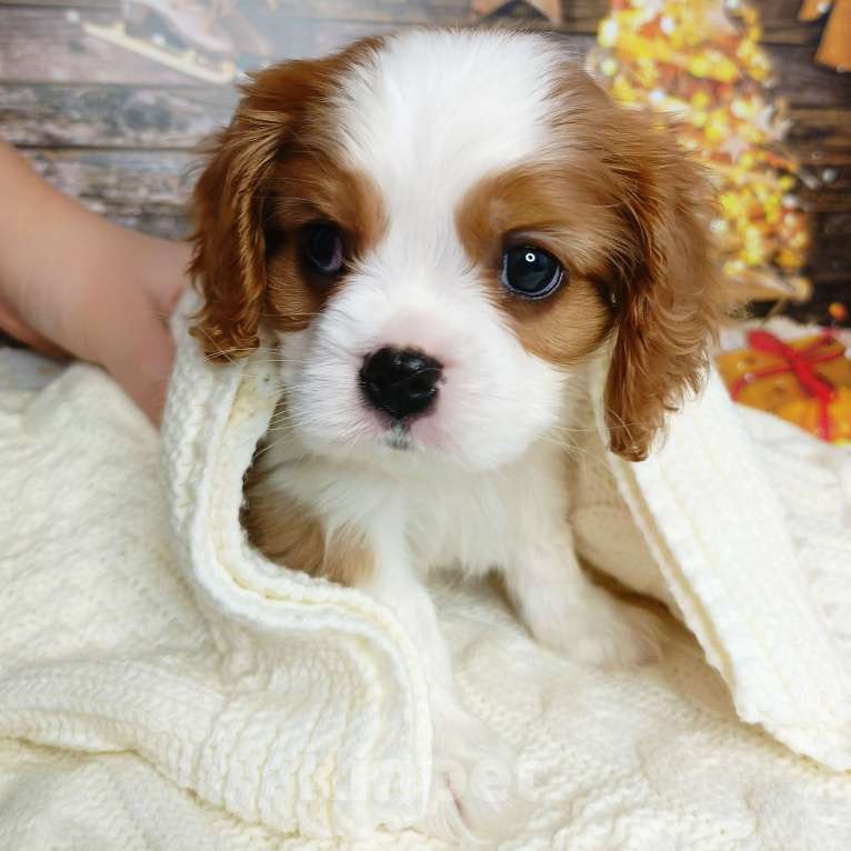 Собаки в Нижнем Новгороде: Щенок Мальчик, 100 000 руб. - фото 4