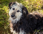 Собаки в Троицке: Бородатик в добрые руки Мальчик, Бесплатно - фото 4