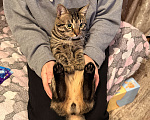 Кошки в Москве: В добрые руки Мальчик, Бесплатно - фото 3
