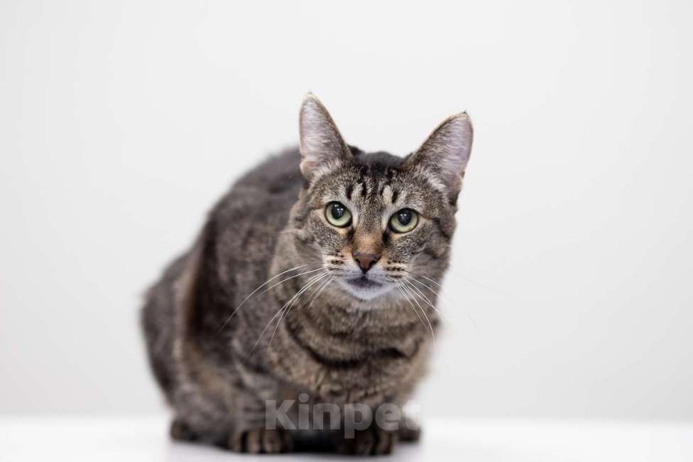 Кошки в Москве: Кошка Тьма в добрые руки Девочка, Бесплатно - фото 3