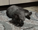 Кошки в других городах Красноярского края: Одиссей Мальчик, Бесплатно - фото 3