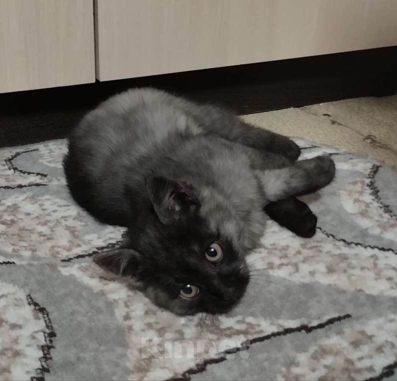 Кошки в других городах Красноярского края: Одиссей Мальчик, Бесплатно - фото 3