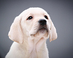 Собаки в Краснодаре: Лабрадоры от чемпионов Мальчик, 45 000 руб. - фото 4