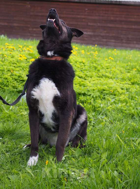 Собаки в Москве: Чудесная Джульетта в потсках дома Девочка, Бесплатно - фото 8