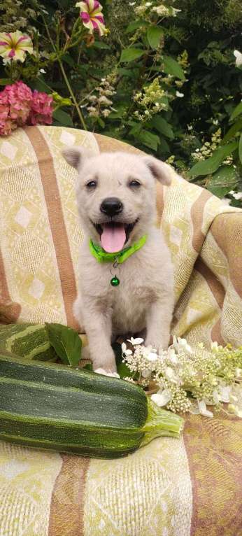 Собаки в Балашихе: щенок в добрые руки Мальчик, Бесплатно - фото 3