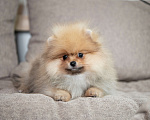 Собаки в Копейске: Померанский шпиц щенок Мальчик, 35 000 руб. - фото 4
