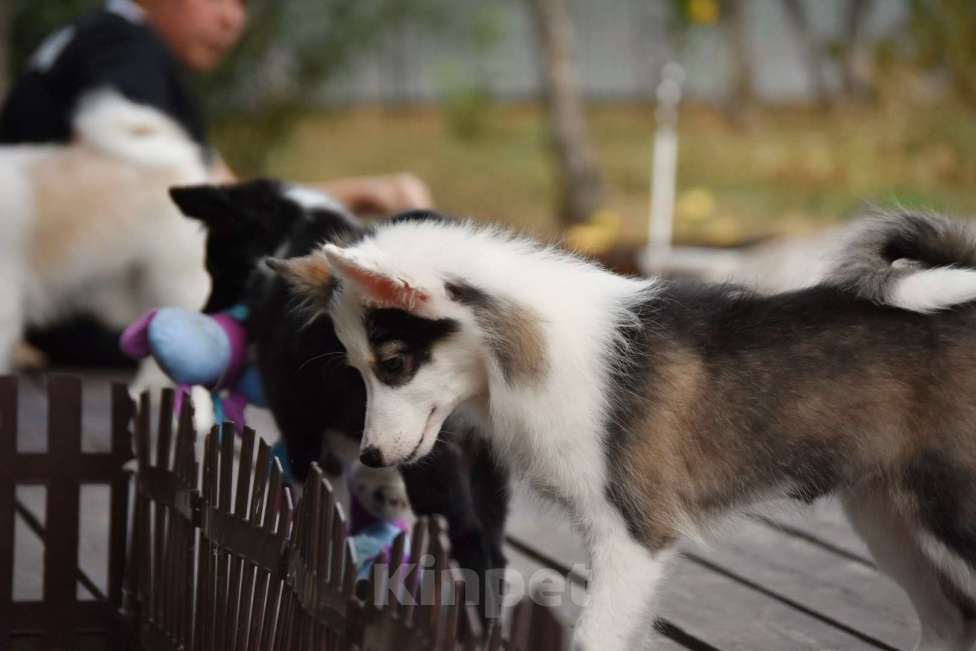 Собаки в Москве: Ненецкая оленегонная лайка. Сука Алекса. Девочка, 60 000 руб. - фото 5