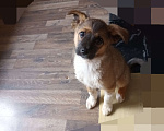 Собаки в Санкт-Петербурге: Щенок ищет семью Девочка, Бесплатно - фото 1