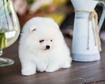 Собаки в Пензе: Шикарный белый мальчик шпиц Мальчик, 45 000 руб. - фото 2