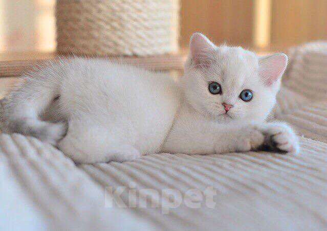 Кошки в Магнитогорске: Продам Шотландских котят 1.5 месяца Мальчик, 5 500 руб. - фото 7