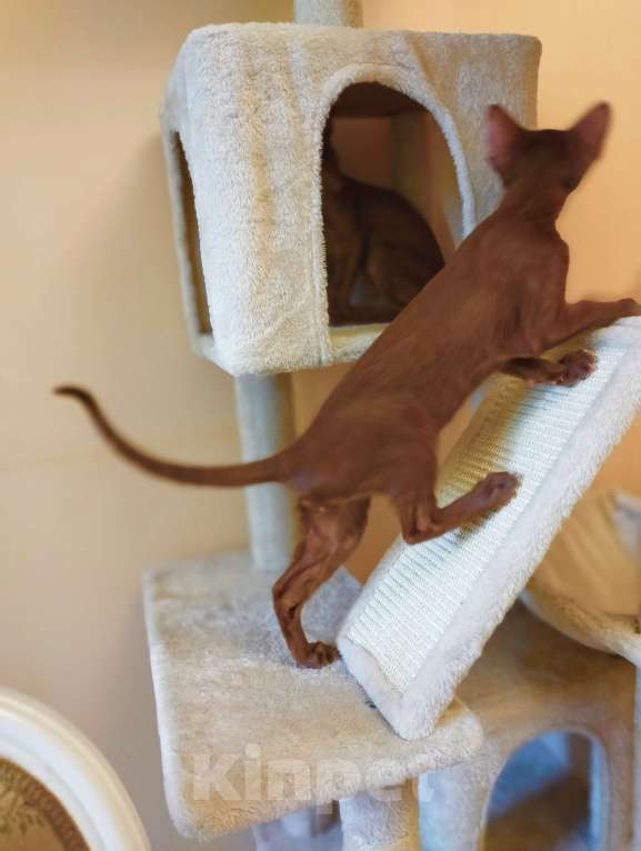 Кошки в Москве: Ориентальные котята Мальчик, 40 000 руб. - фото 3