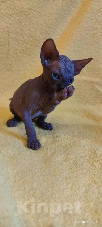 Кошки в Москве: Котенок канадского сфинкса Мальчик, 35 000 руб. - фото 1