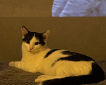 Кошки в Казани: Отдам котиков в добрые руки 🐈🐈‍⬛ Мальчик, Бесплатно - фото 2