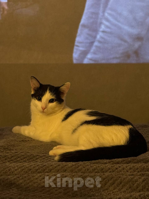 Кошки в Казани: Отдам котиков в добрые руки 🐈🐈‍⬛ Мальчик, Бесплатно - фото 2