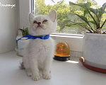 Кошки в Москве: Шотландский прямоухий короткошёрстный котёнок Мальчик, 15 000 руб. - фото 4