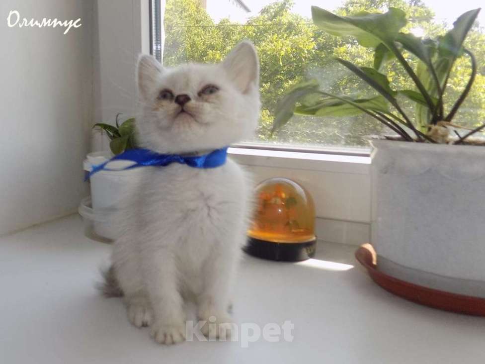 Кошки в Москве: Шотландский прямоухий короткошёрстный котёнок Мальчик, 15 000 руб. - фото 4