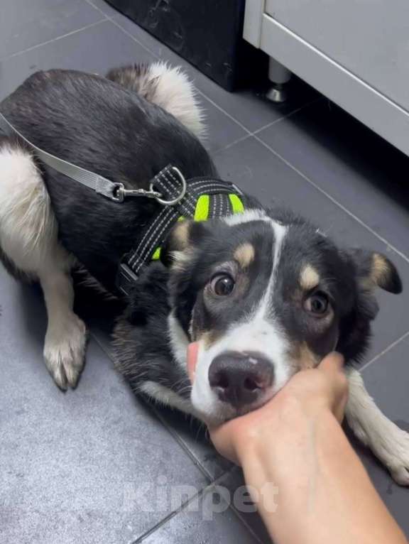 Собаки в Москве: передумали и вернули в приют Шафранку Девочка, Бесплатно - фото 3