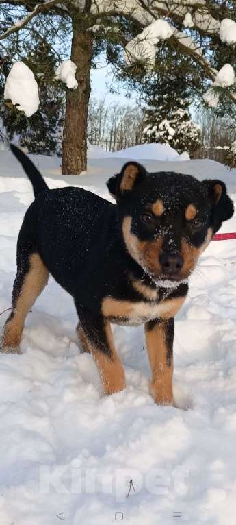 Собаки в других городах Ленинградской области: Ворчун Мальчик, Бесплатно - фото 1